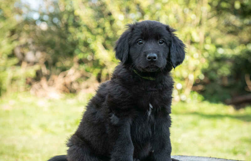 Permalink auf:Hundeprofile